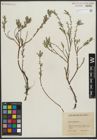 Foto von Salix repens subsp. rosmarinifolia (L.) Andersson